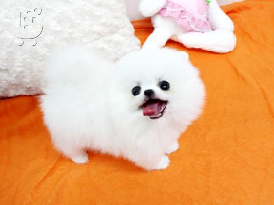 PoulaTo: pomeranian